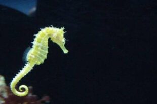 sea Horse